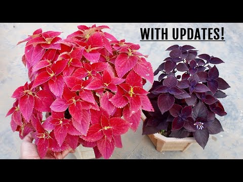 Video: Coleus Lai