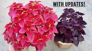SIMPLEST Way To Make Coleus BUSHY & More Colorful