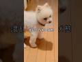 【高齢犬】方向がわからなくなる事があります。