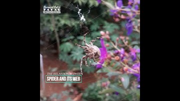 SPIDER AND ITS WEB