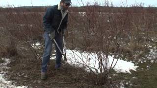 Pruning Blueberries