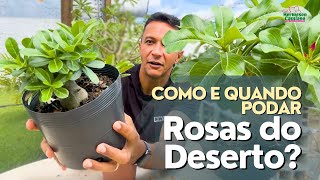 HOW and WHEN to prune Desert Roses?