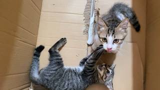 A happy and joyful little kitten!#cats #cat #pet  #kitty #catlover #kitten #cutekittens #funnypets