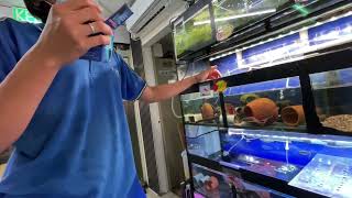 Java Moss Needs Water Change, Good Employee Explain Shrimp Survival, Pretty Aquatic and Pets, 2025