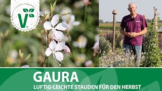 Download Lagu Gaura - die luftige Staude für den Herbst MP3