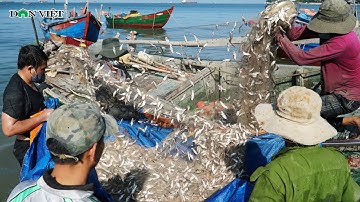 Đã Mắt Xem Ngư Dân Hà Tĩnh Gỡ Hàng Tấn Cá Trích Mắc Lưới, Trúng Đậm Tiền Triệu | Báo Dân Việt