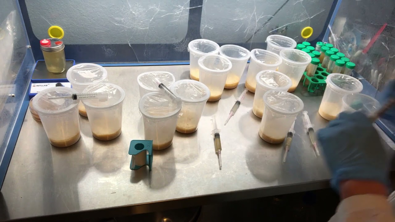 cordyceps project 2 0 strain to strain comparison   growing cordyceps on rice