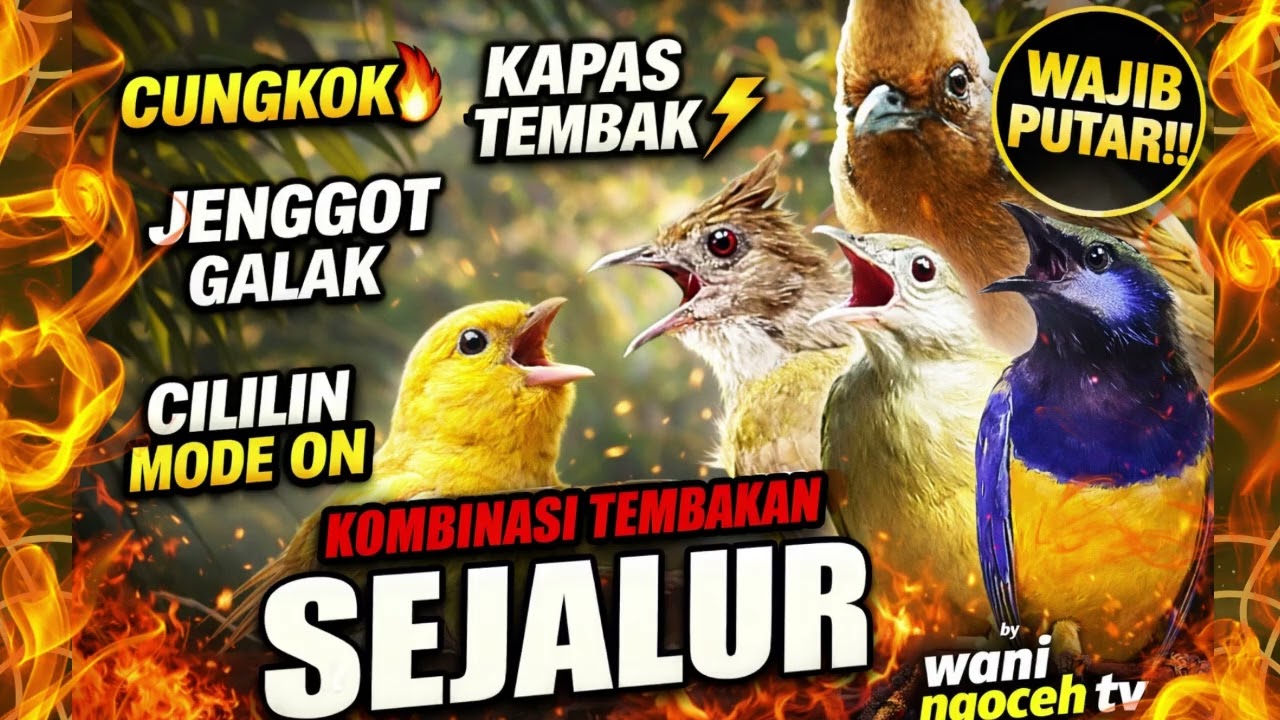 GACOR SEJALUR‼️ KOMBINASI TEMBAKAN CUNGKOK KAPAS TEMBAK JENGGOT GALAK CILILIN