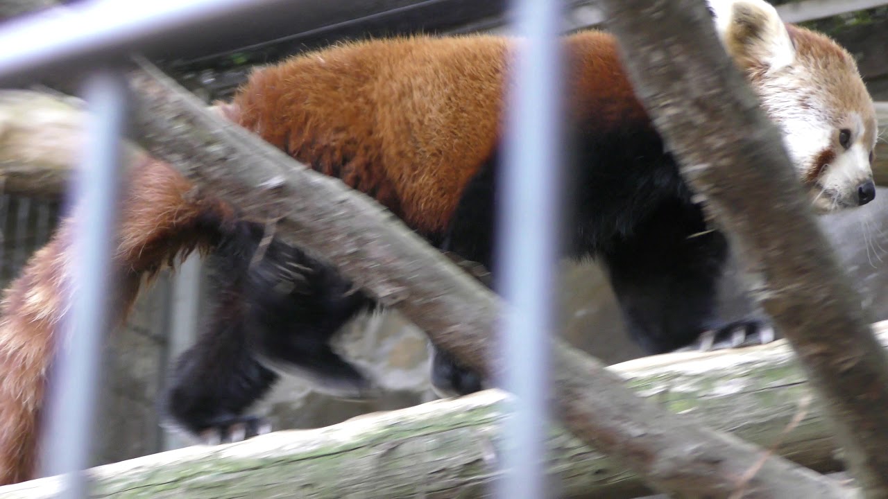 ニシレッサーパンダの まーゆ 熱川バナナワニ園 18年3月18日 Youtube