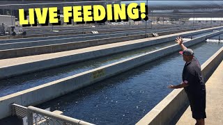 THIS FISH FARM HAS OVER 2 MILLION FISH!