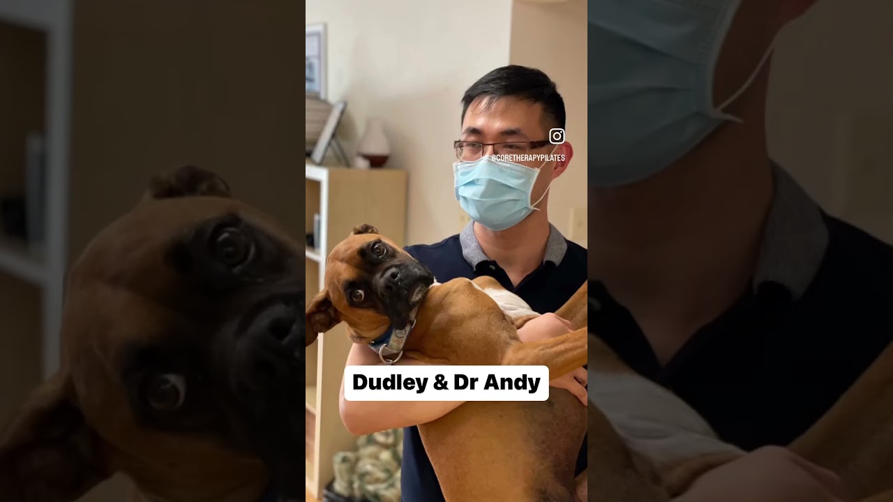 Dudley getting love from Dr Andy at CORE Therapy & Pilates 