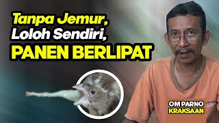 Cara Meloloh Anakan Kenari (Hand Feeding) Mulai Umur 6 Hari | Ala Om Parno | Part 2