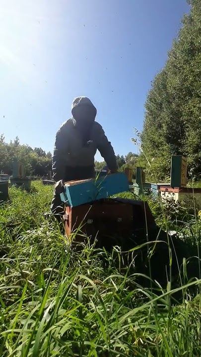 Сезон медосбора на Алтае подходит к концу. #пасека #пчеловодство #алтай ...