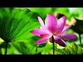 Morning Relaxing Music - Meditation Music, Healing Music, Yoga Music, Study Music (Bolton)