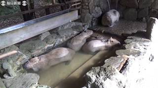カピバラの露天風呂が人気　長崎バイオパーク