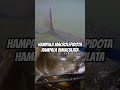 Inilah Dua Jenis Ikan Hampala di Indonesia | Support Our Channel Fish Heaven TV | 2023 #Shorts