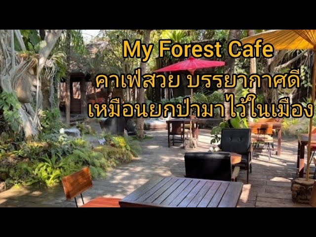 My Forest Cafe, คาเฟ่เชียงใหม่ตกแต่งสวยงาม บรรยากาศร่มรื่นมีน้ำตกขนาดใหญ่ - YouTube