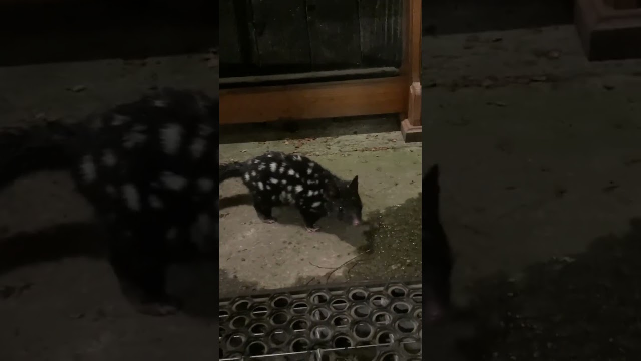 Endangered Eastern Quoll at Cradle Mountain Tasmania  