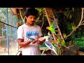 Feeding Our Birds | See How To Tame Birds | Easy Way to Train Birds