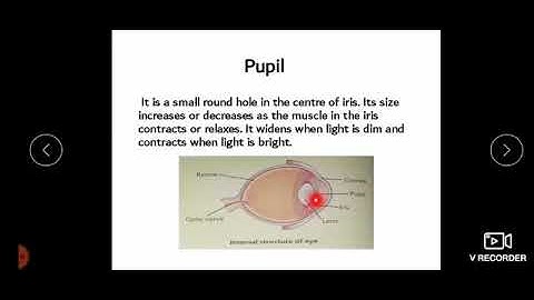 Subject: Science, Class: 6, Chapter. Structure and Function of Sensory organs, Topic Eye