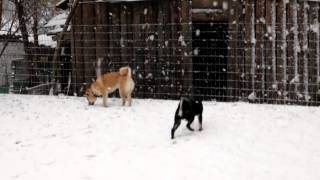 First snow for Shiba Inu puppies