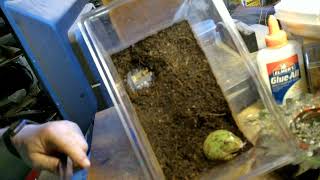 Pacman Frog Eating Mouse Pinky