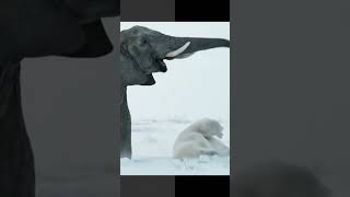 Elephant Vs. Polar Bear