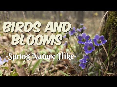 Spring Woodland Hike #nature #hiking #forest