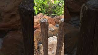 Exploring Journey of water Epcot #journeyofwater #epcot #waltdisneyworld #disney #disneyparks #water