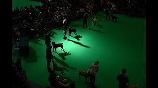Crufts 2022