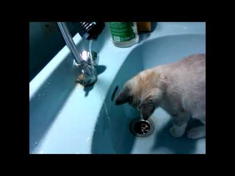 Как научить котенка пить воду, если он не умеет