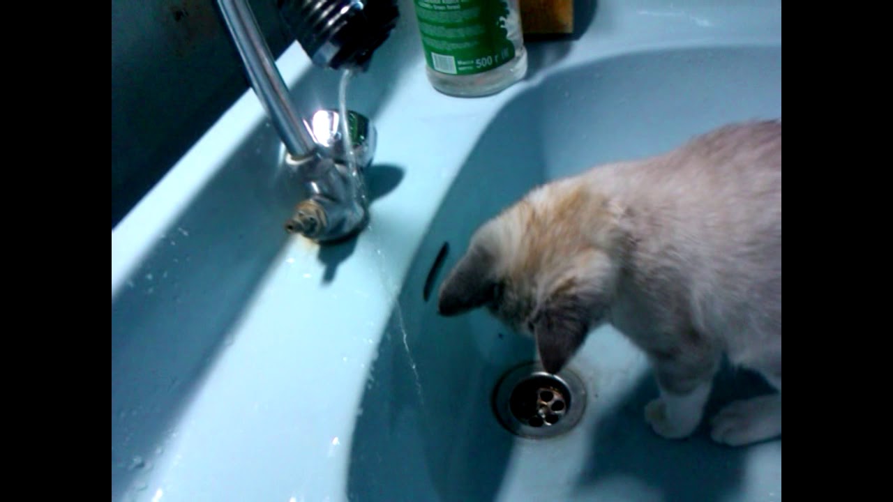 Пьет ли кошка воду. Котенок пьет воду. Приучить котенка пить воду. Котенок не пьет воду. Кот не пьет воду совсем.