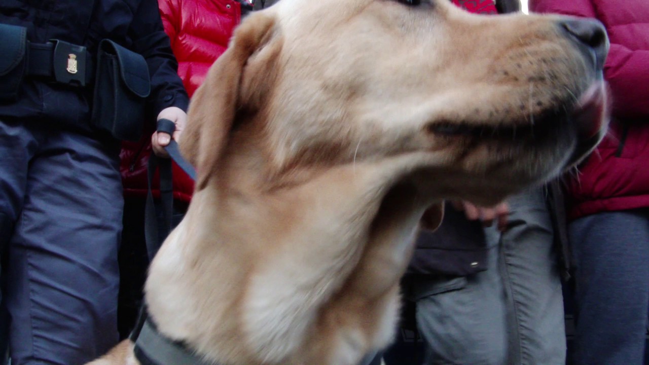 Carnevale di solidarietà con 500 bambini al Reparto mobile di Roma