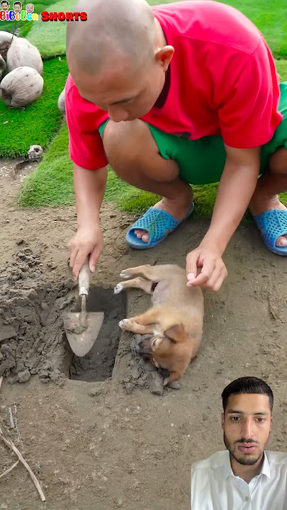 Wow funny dog#viral #funny #trend #puppy #biboben #comedy #viral #crushingtime #cutedog #duet