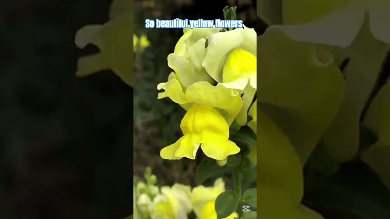 So beautiful yellow flowers 