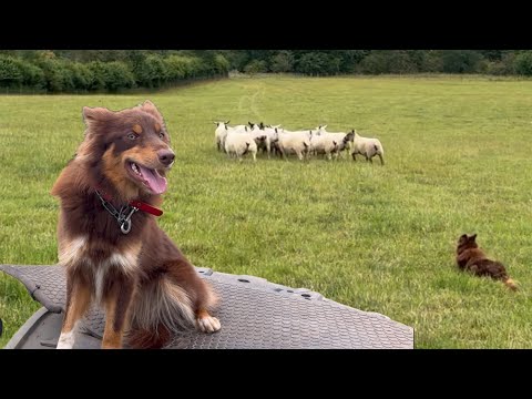 Uploads from Seanthesheepman