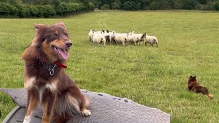 Super sheepdog puppy herding sheep solo / by her self for the first time 