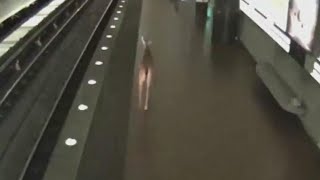Deer Runs Loose Through Virginia Train Station screenshot 5