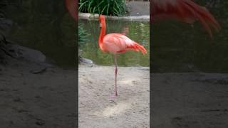 Crazy Flamingo