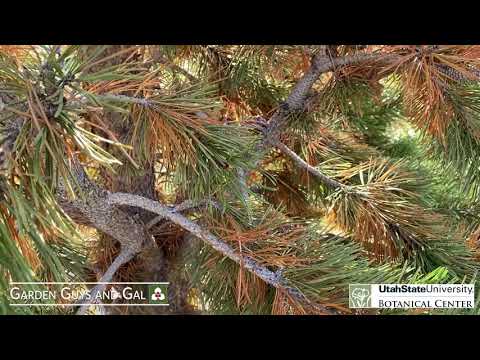 Lodgepole Pine in the Fall