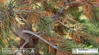 Lodgepole Pine in the Fall