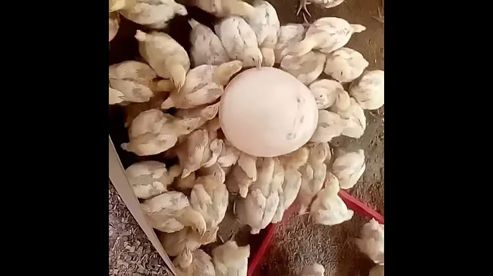 Vaccination against Gumboro