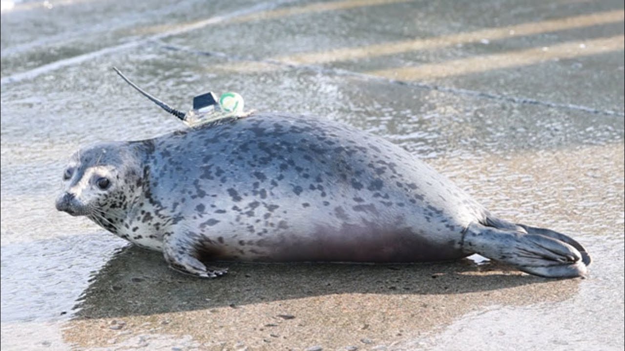 寂しいね元気でね 保護のアザラシ4頭、海へ帰る 紋別・発信器付け海洋