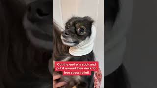 Dog Scared Of Fireworks? Try This