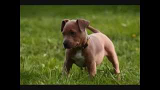 ⁣Все породы собак.Американский Пит Бультерьер (American Pit Bull Terrier)