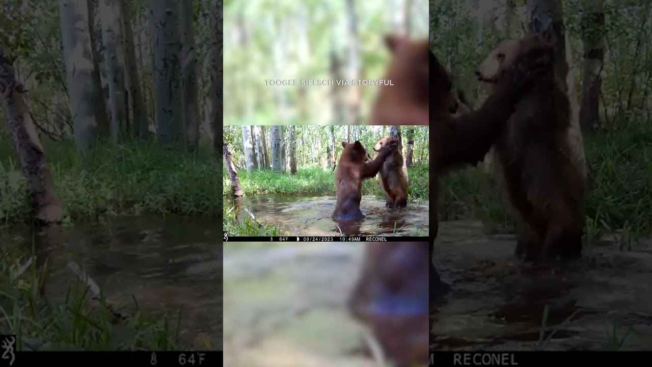 Bear cubs' adorable water wrestling match goes viral