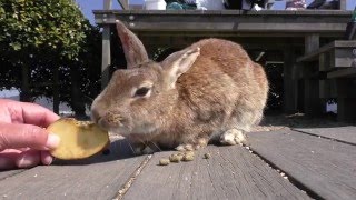 うさぎ島 【RabbitIsland】 展望台の てんちゃん