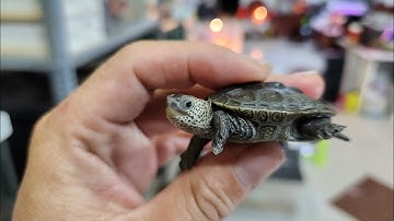 Lần đầu Review Rùa Kim Cương size 4-5cm tại Ú Ù P.S CPC 