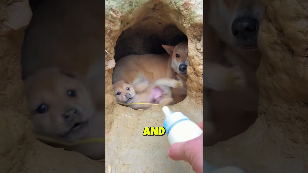 This Little Puppy Waited for His Best Friend 🐶💕🥹
