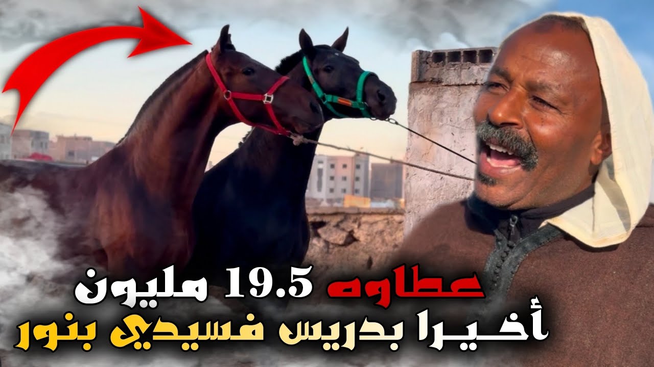 سـوق سيدي بنور حماسي اليوم ‼️ بدريس ذخل 2 خيول عطاوه 19,5 مليون.. وشريت حصان دهم بوريقات وتمن مناسب 